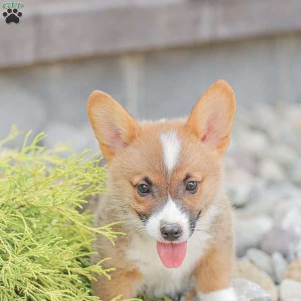 Lincoln, Pembroke Welsh Corgi Puppy