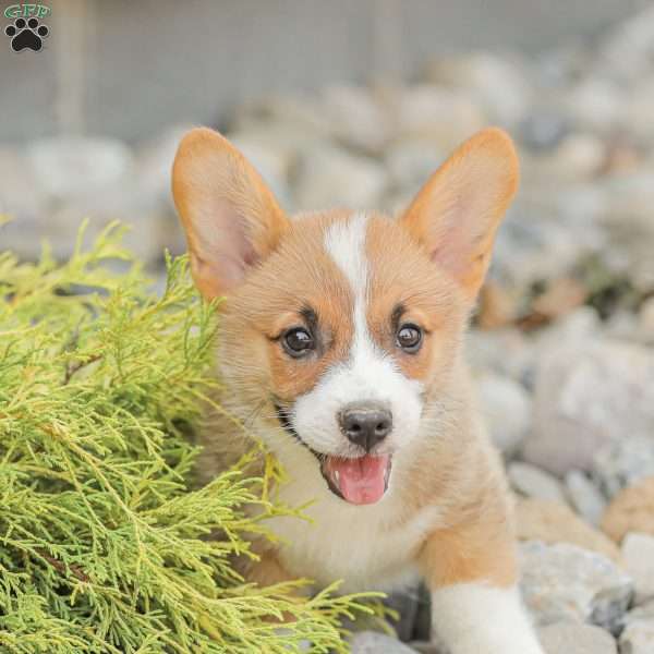 Luke, Pembroke Welsh Corgi Puppy