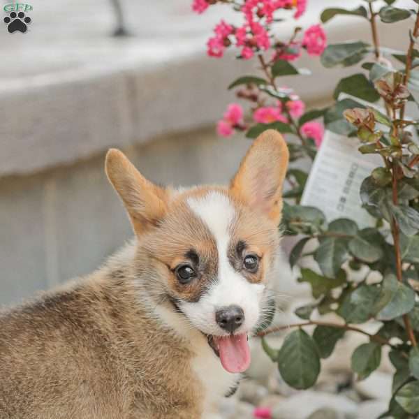 Lila, Pembroke Welsh Corgi Puppy