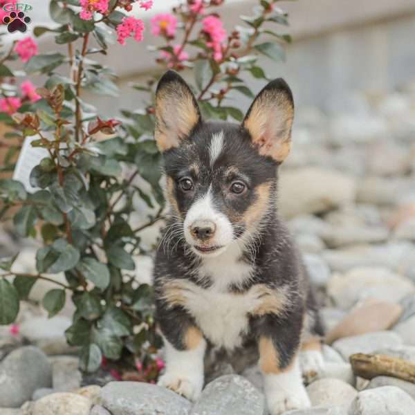 Lilly, Pembroke Welsh Corgi Puppy