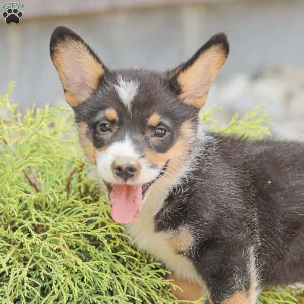 Lad, Pembroke Welsh Corgi Puppy