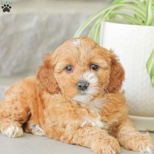 Molly F1bb, Mini Goldendoodle Puppy