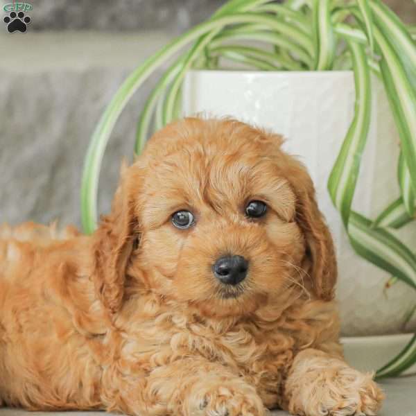 Misty F1bb, Mini Goldendoodle Puppy