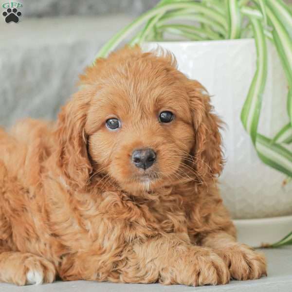 Maverick F1bb, Mini Goldendoodle Puppy