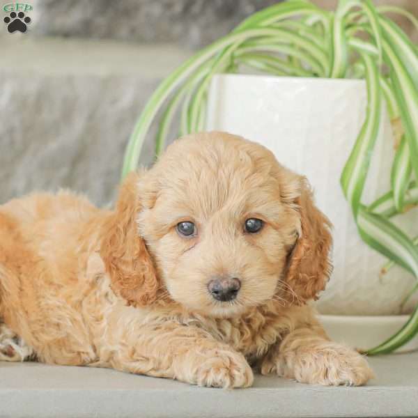 Max F1bb, Mini Goldendoodle Puppy