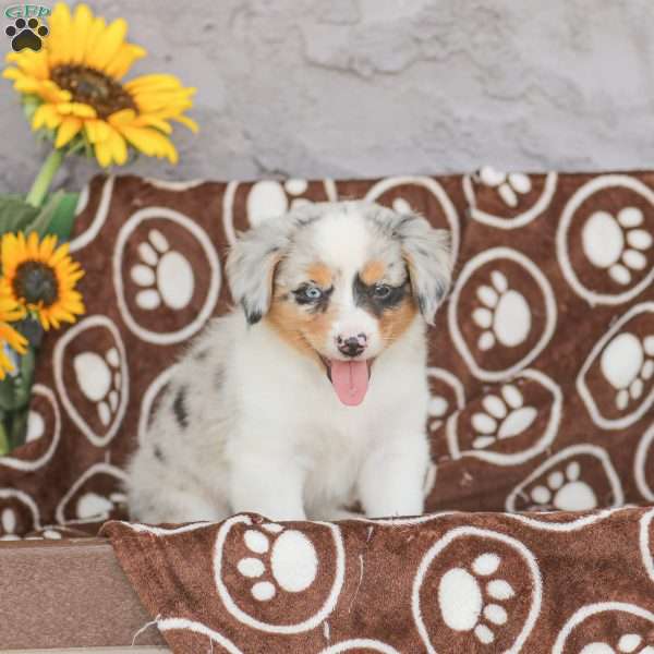 Tessa, Miniature Australian Shepherd Mix Puppy