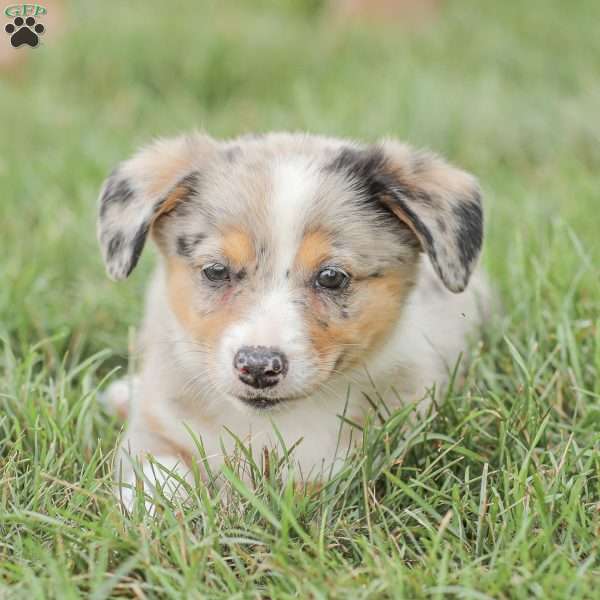 Tucker, Miniature Australian Shepherd Mix Puppy