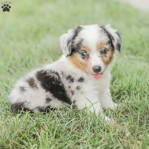 Toby, Miniature Australian Shepherd Mix Puppy