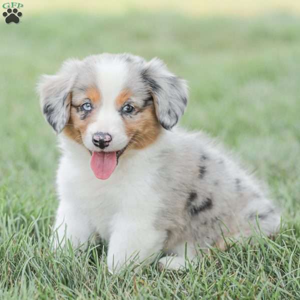 Twila, Miniature Australian Shepherd Mix Puppy