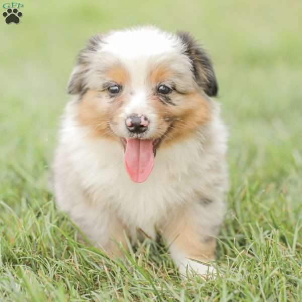 Teddy, Miniature Australian Shepherd Mix Puppy