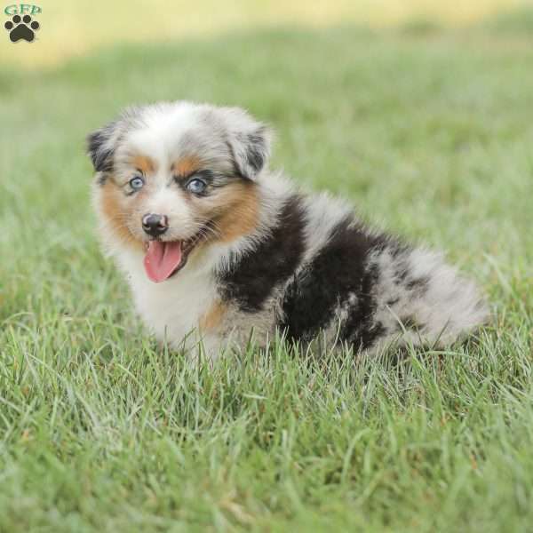 Theo, Miniature Australian Shepherd Mix Puppy