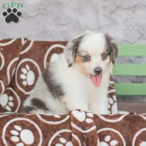 Lacey, Miniature Australian Shepherd Puppy