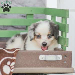 Lacey, Miniature Australian Shepherd Puppy