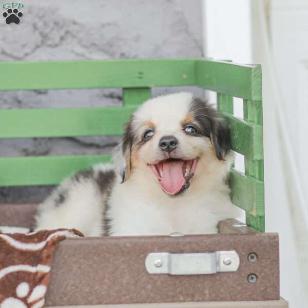 Lacey, Miniature Australian Shepherd Puppy