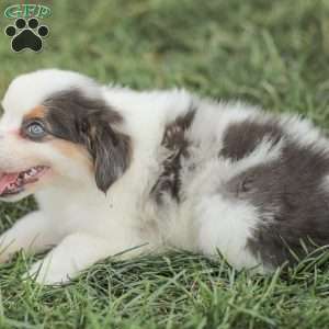 Lacey, Miniature Australian Shepherd Puppy