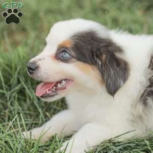 Lacey, Miniature Australian Shepherd Puppy