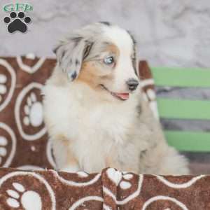 Lila, Miniature Australian Shepherd Puppy