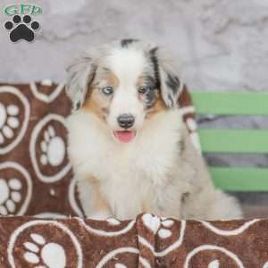 Lila, Miniature Australian Shepherd Puppy