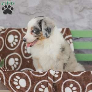 Lila, Miniature Australian Shepherd Puppy