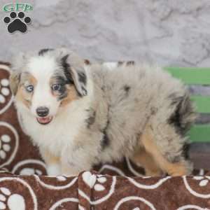 Lila, Miniature Australian Shepherd Puppy