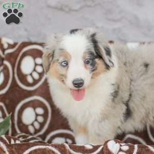 Lila, Miniature Australian Shepherd Puppy