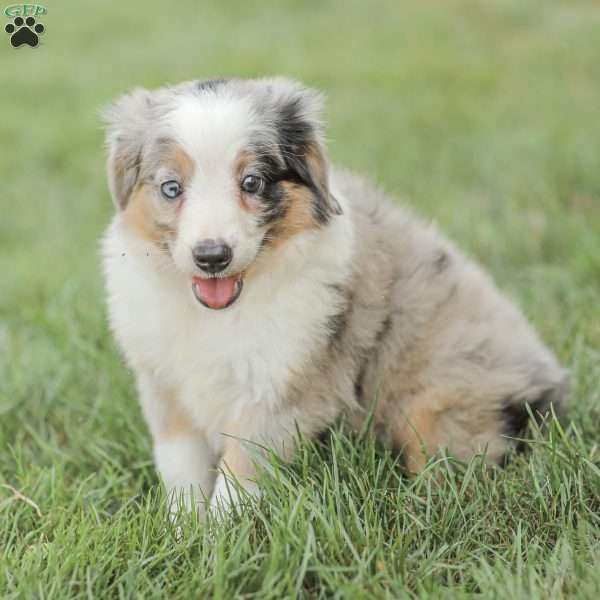 Lila, Miniature Australian Shepherd Puppy