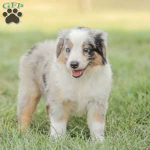 Lila, Miniature Australian Shepherd Puppy