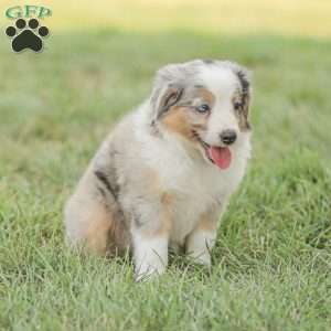 Lila, Miniature Australian Shepherd Puppy