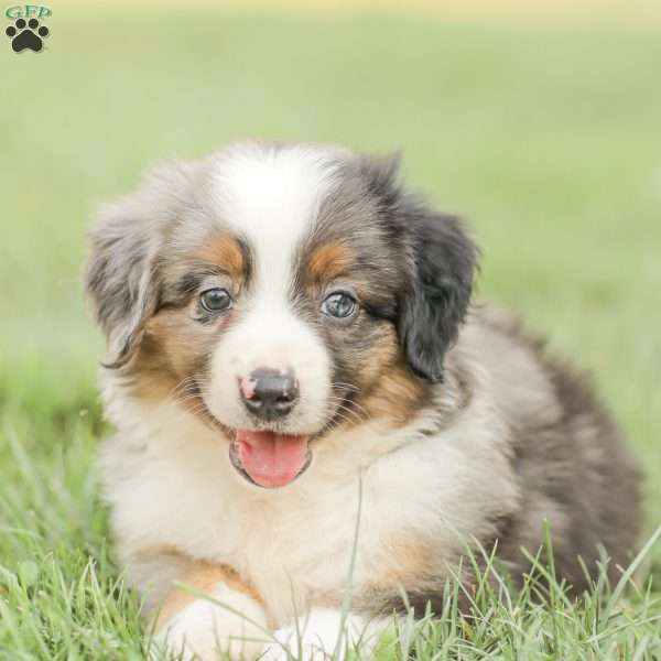 Landon, Miniature Australian Shepherd Puppy