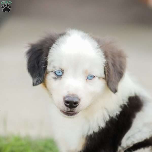 Logan, Miniature Australian Shepherd Puppy