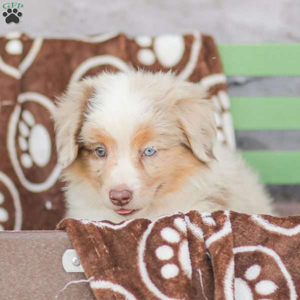 Lilac, Miniature Australian Shepherd Puppy