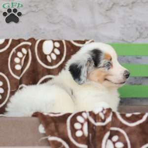 Lucas, Miniature Australian Shepherd Puppy