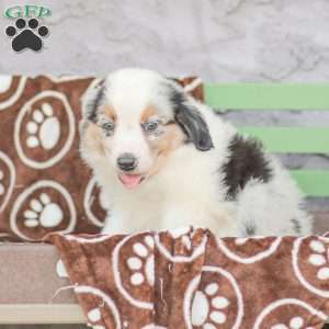 Lucas, Miniature Australian Shepherd Puppy