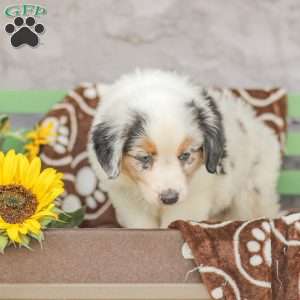 Lucas, Miniature Australian Shepherd Puppy