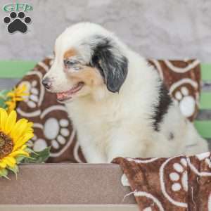 Lucas, Miniature Australian Shepherd Puppy