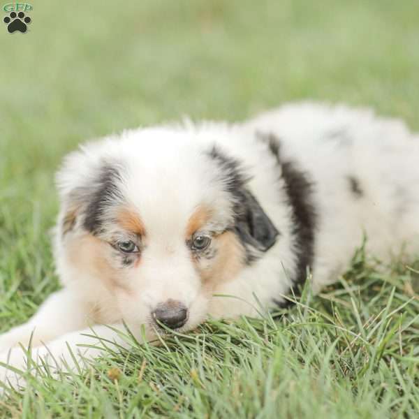 Lucas, Miniature Australian Shepherd Puppy