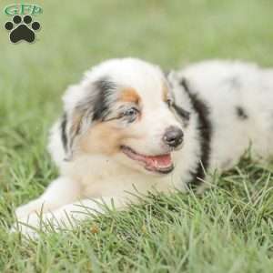 Lucas, Miniature Australian Shepherd Puppy