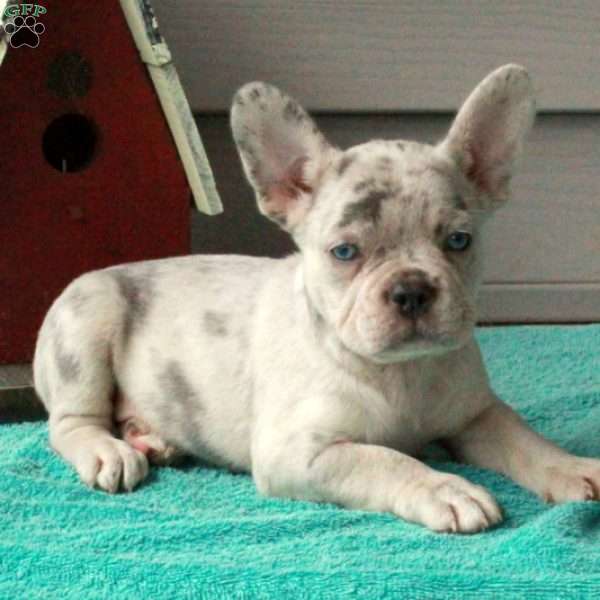 AJ, French Bulldog Puppy