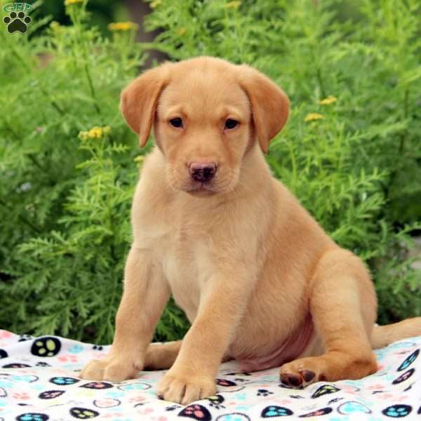 Aaron, Fox Red Labrador Retriever Puppy