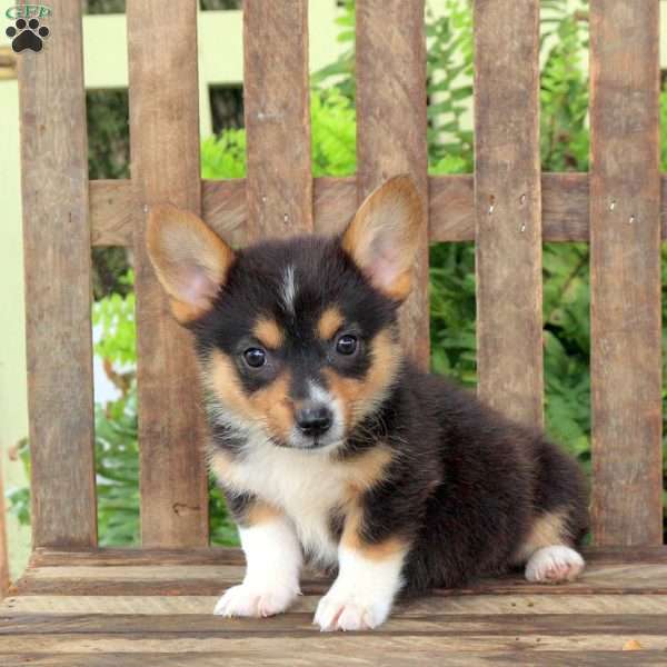 Abba, Pembroke Welsh Corgi Puppy