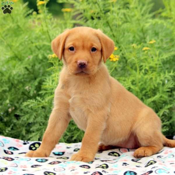 Abby, Fox Red Labrador Retriever Puppy