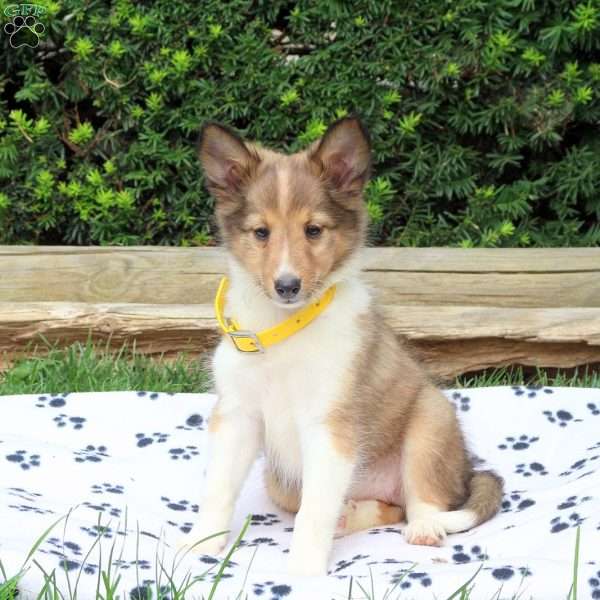 Abby, Sheltie Puppy