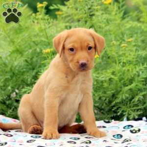 Abby, Fox Red Labrador Retriever Puppy