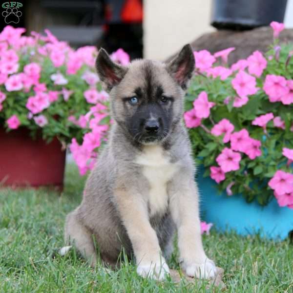 Abby, Akita Mix Puppy