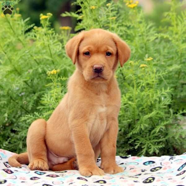 Abe, Fox Red Labrador Retriever Puppy