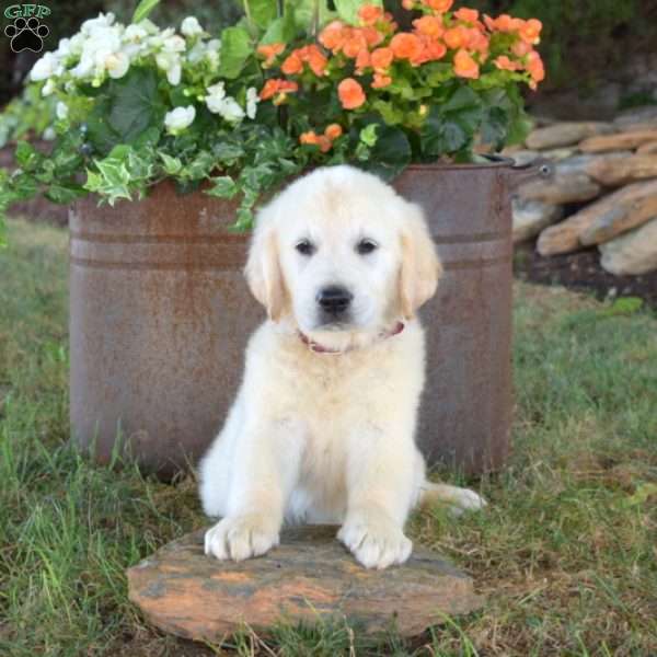 Ace, English Cream Golden Retriever Puppy