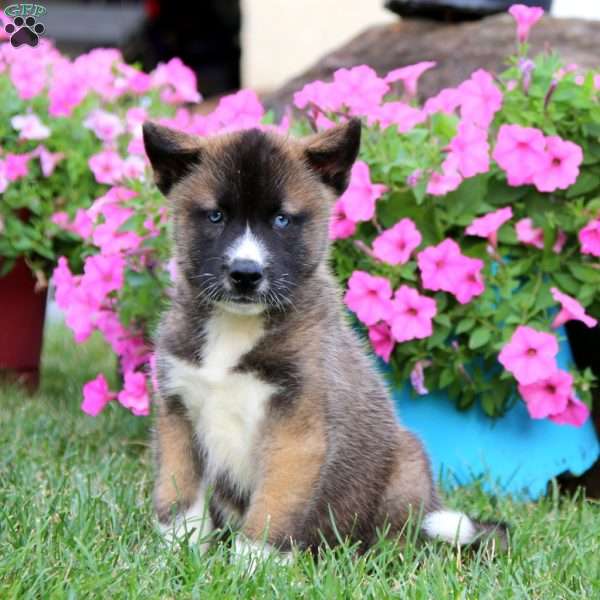 Ace, Akita Mix Puppy