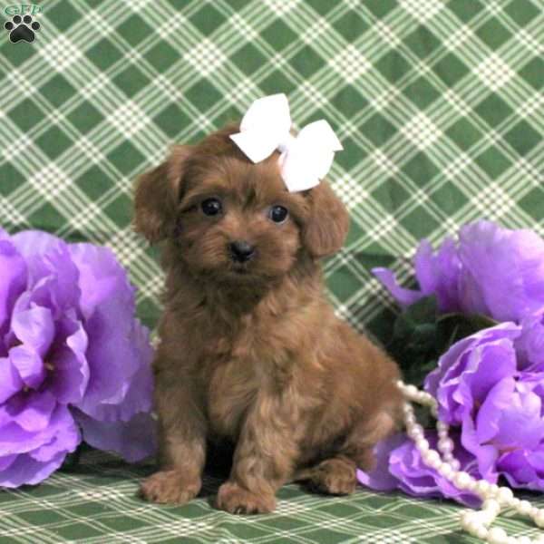 Adalie, Cavapoo Puppy