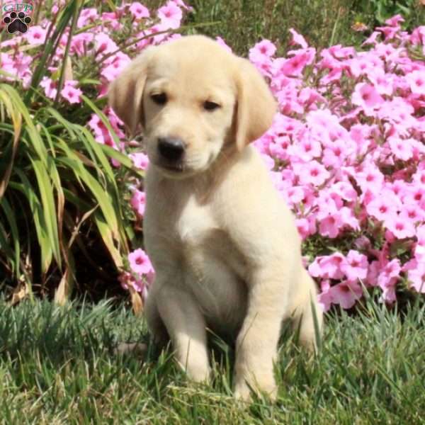 Addy, Golden Labrador Puppy