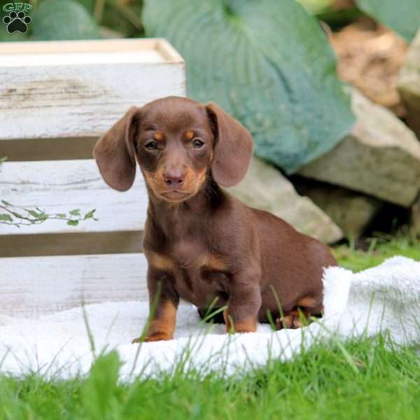 Adeline-Mini, Dachshund Puppy